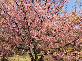 代々木公園の早咲きの桜 代々木公園の早咲きの桜