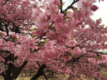 代々木公園の早咲きの桜が綺麗