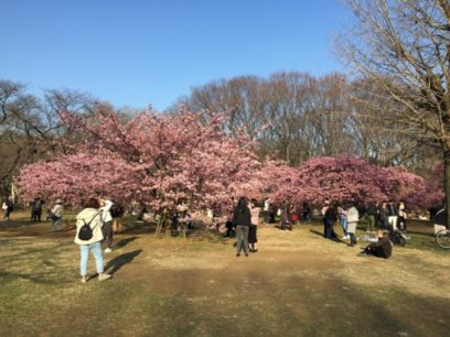 代々木公園の早咲きの桜でお花見する人々
