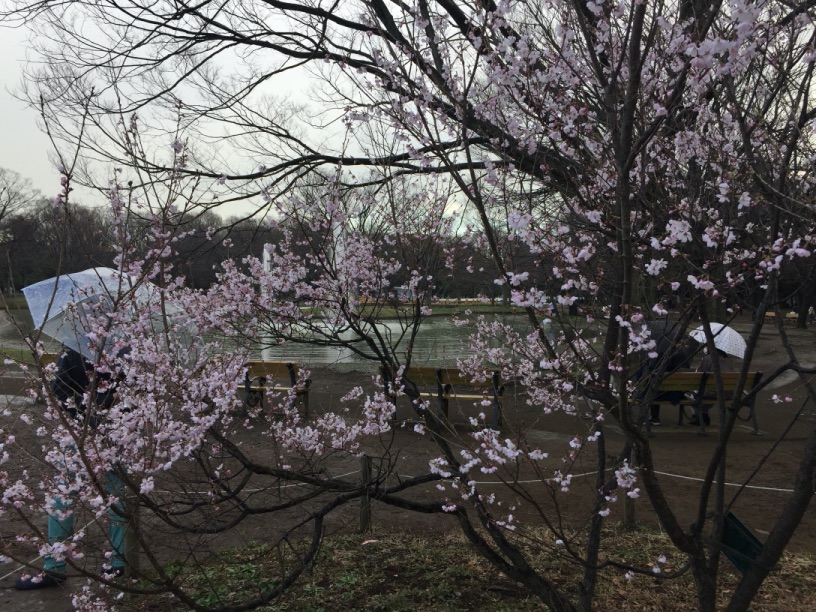 代々木公園の早咲き桜