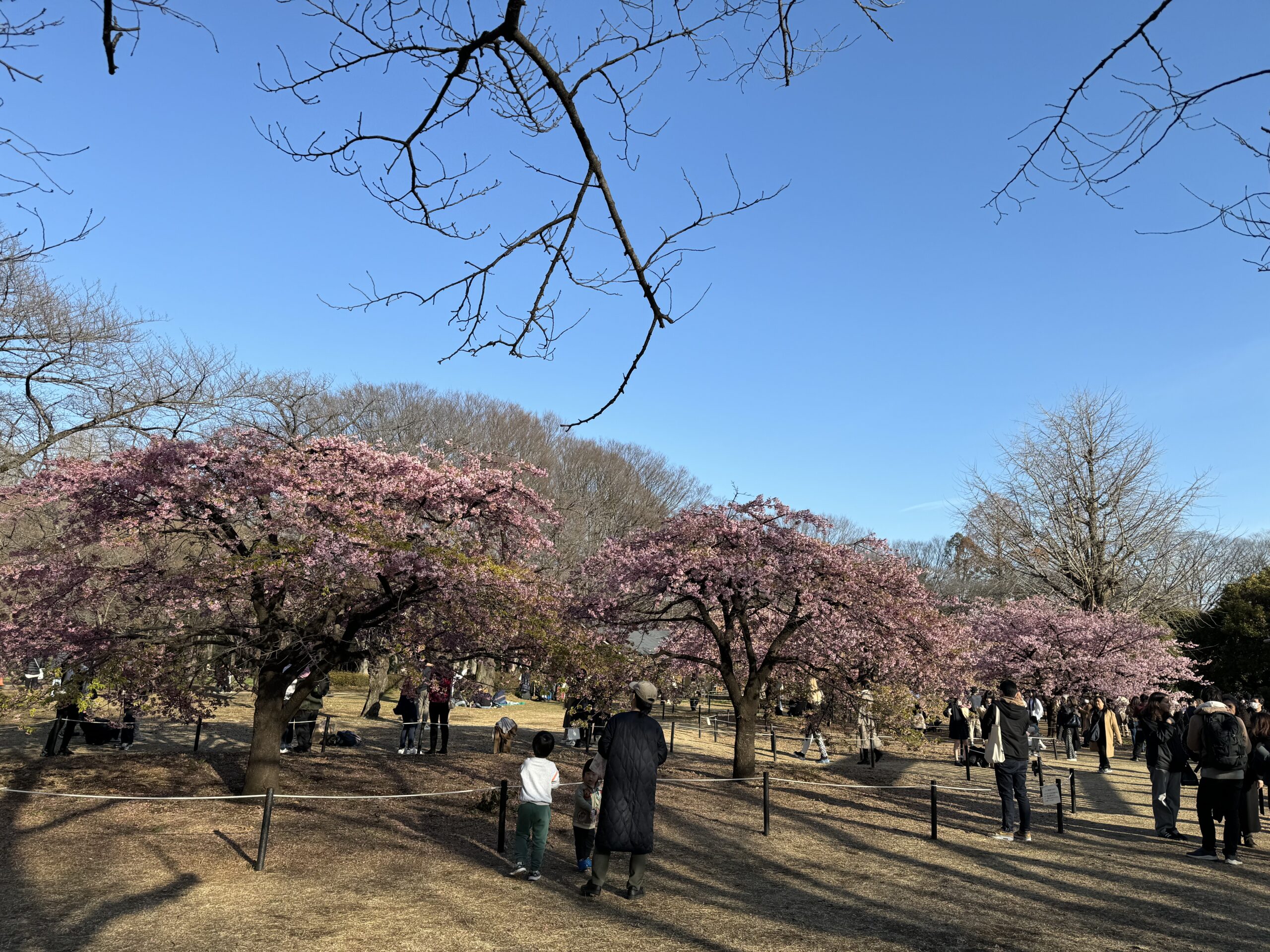 代々木公園の桜はピークを過ぎていた