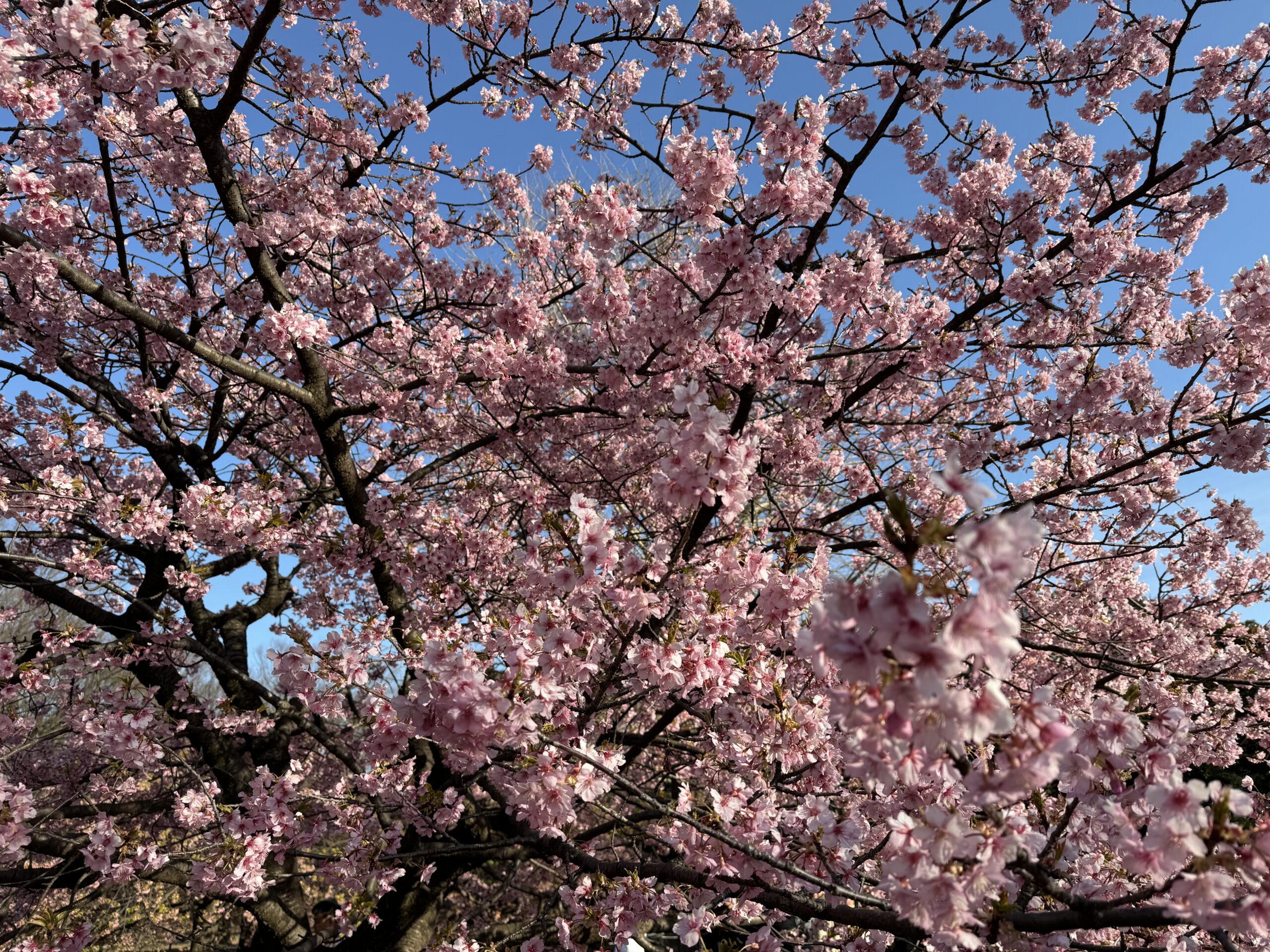 1本だけ満開の桜