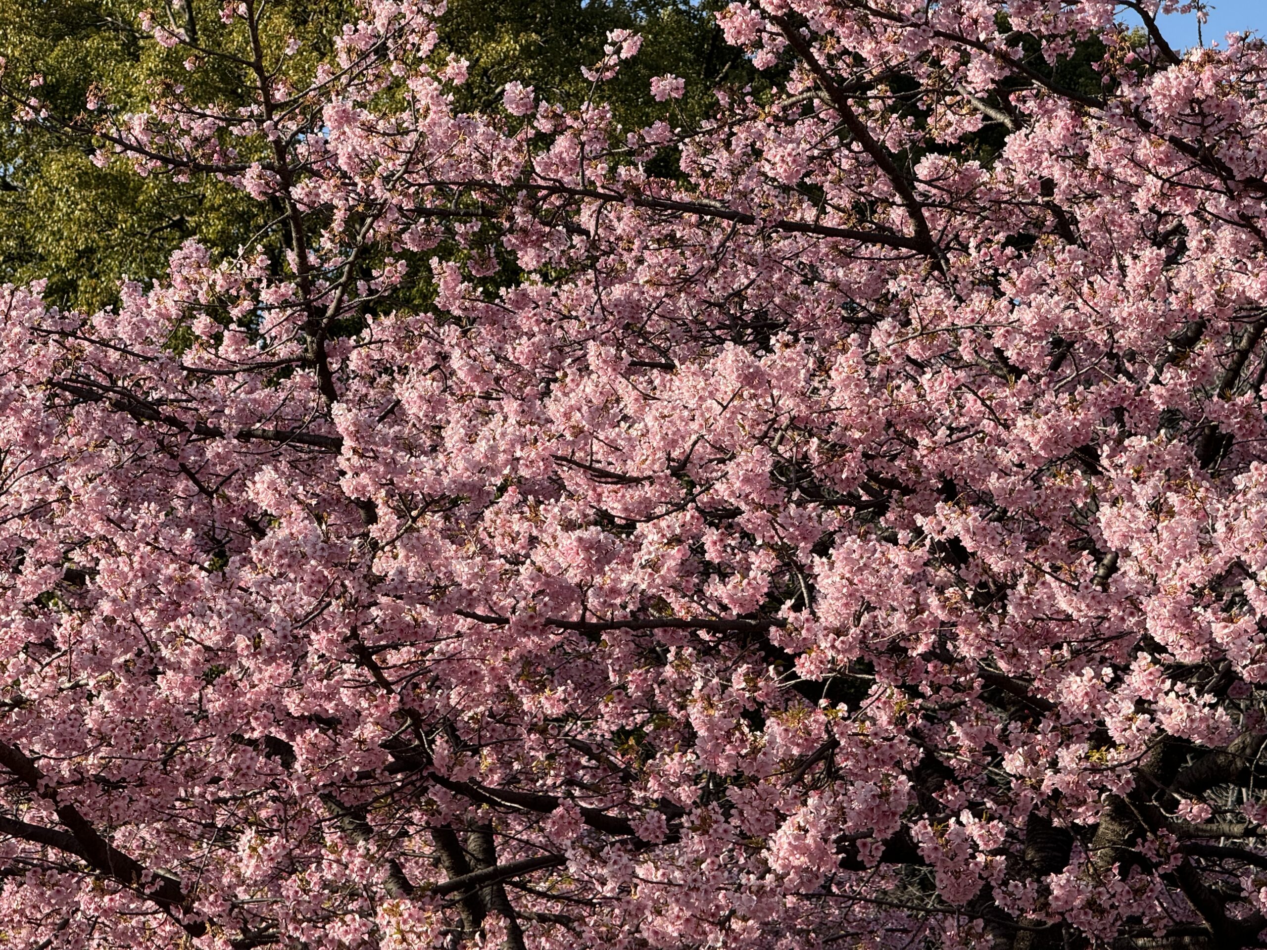 河津桜かな?ソメイヨシノよりもピンクが濃い