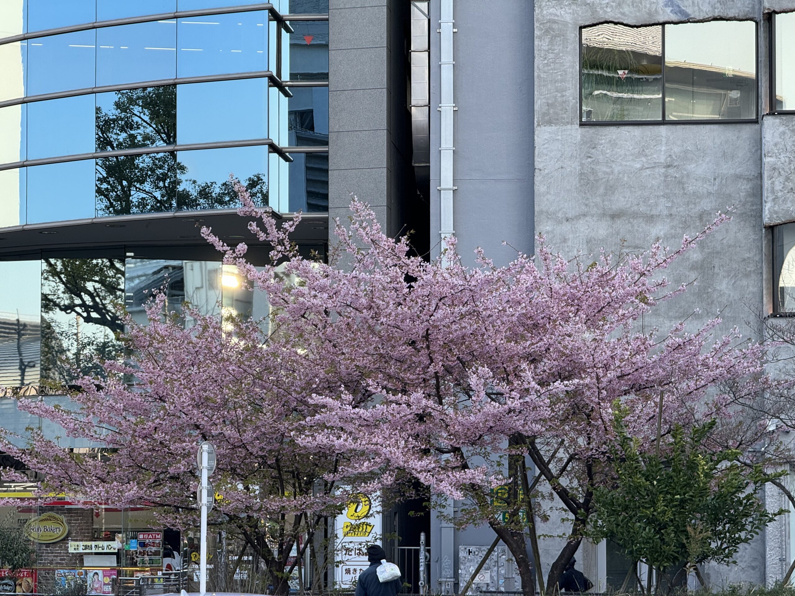 公衆トイレ横の桜