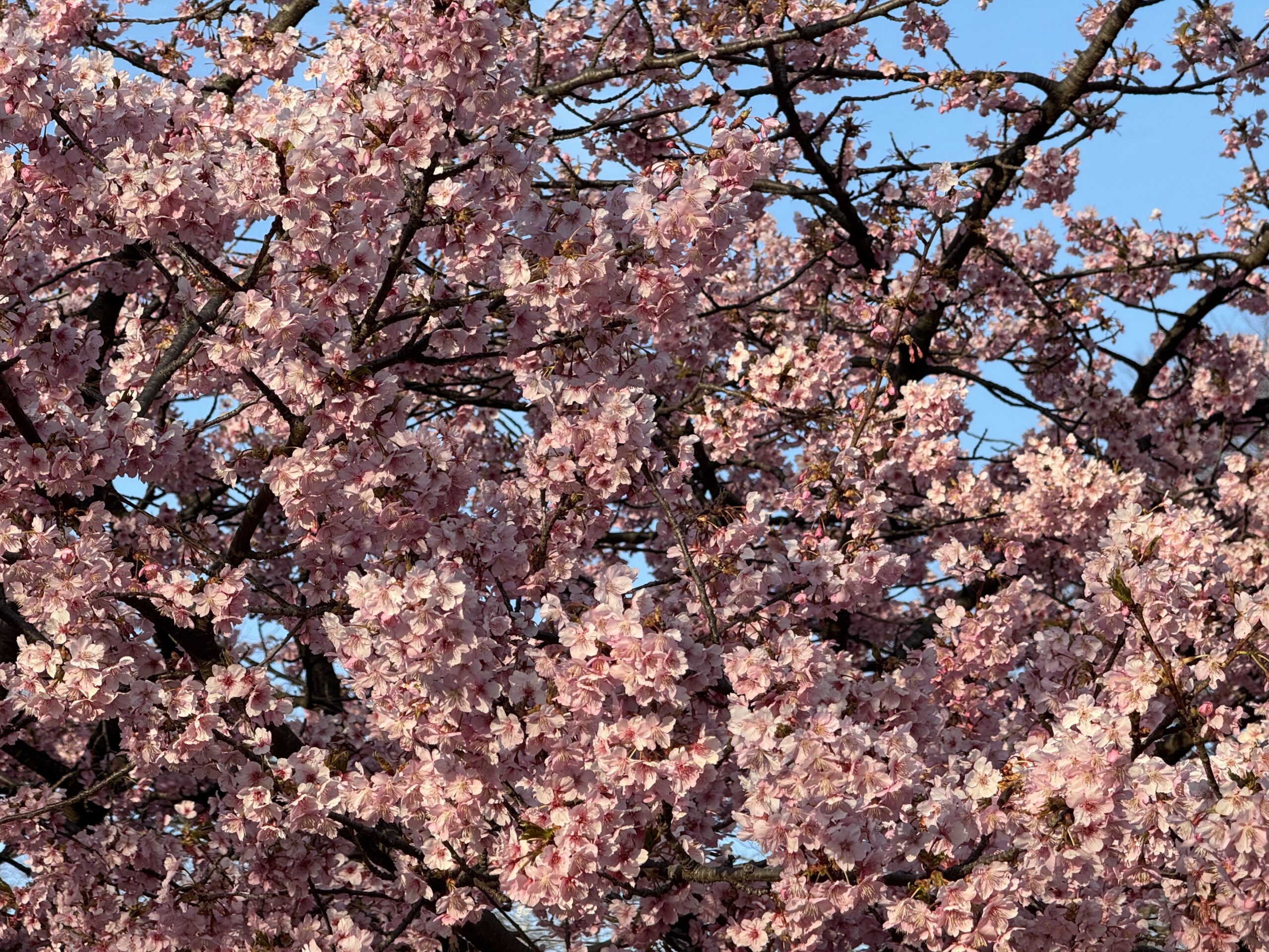 西日に当たる桜